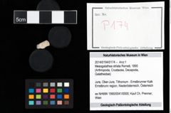 Foto (Objekt + Etikett) von Mesogalathea striata (Remeš, 1895)  (NHMW-GEO-2014-0194-0174)